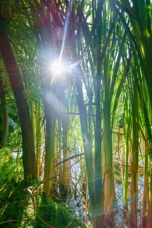 Reeds in pondの写真素材
