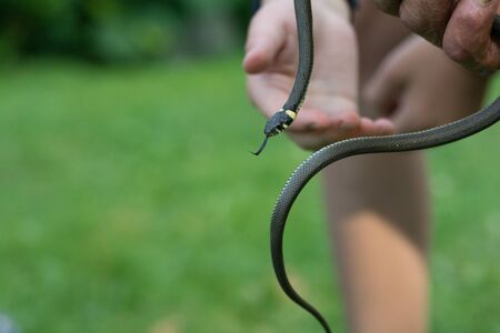 Little snake in handsの写真素材