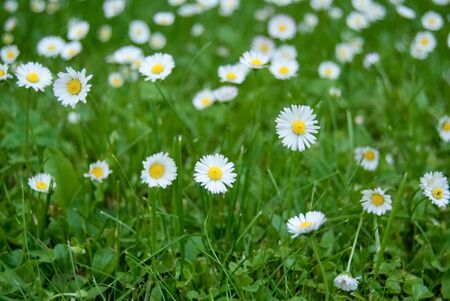 white daisies on green lawnの写真素材