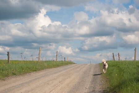 White dog running along the field road, blue sky with nice white cloudsの写真素材