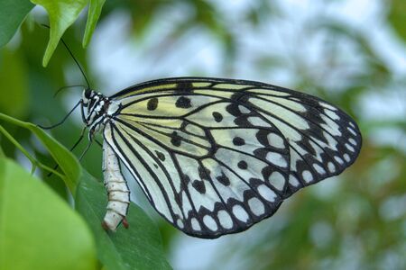 yellow black exotic butterfly on green leafの写真素材