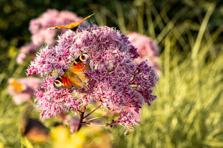 Macro photo of butterflies Inachis io on pink flower in the garden