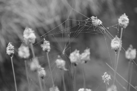 Detail of mystical cobweb tight between stems.の写真素材