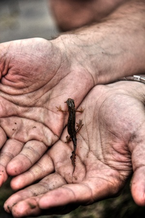 Little lizard in hands of a man.の写真素材