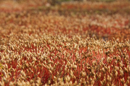 Tapestry of beautiful moss captured in the National park in Southwest of Czech Republic.の写真素材