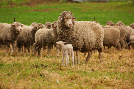 Lost lamb just found it's mother.の写真素材