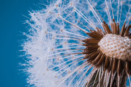 Faded Dandelion in blueの写真素材