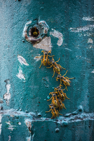 A row of a drying wet waspsの写真素材