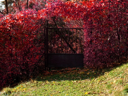Red leaves and gateの写真素材