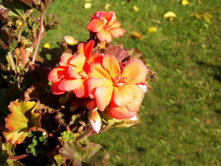 red and yellow bloomの写真素材