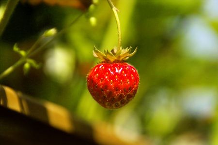 Detail of small strawberries in the gardenの写真素材