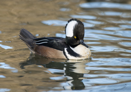 Hooded merganser duck floating in a wavy pond