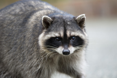 Potrait of a common raccoonの写真素材