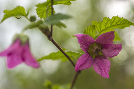 Spring pink flower blooming on a branch covered with green leavesの写真素材