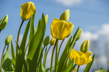 Landscape view of fully blossomed yellow tulips during the springの写真素材