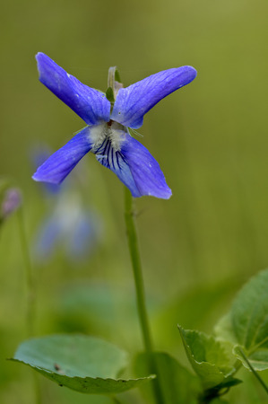 One purple flower with stem and leavesの写真素材