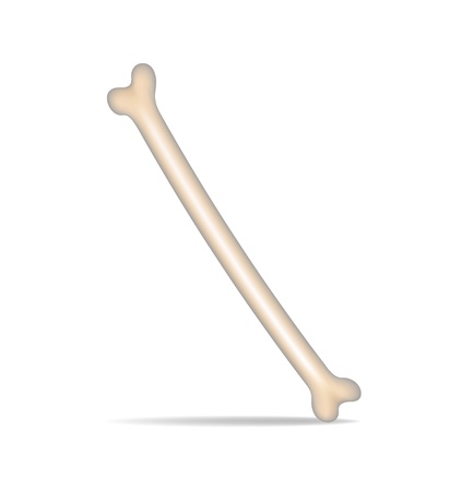 Bone on white background のイラスト素材