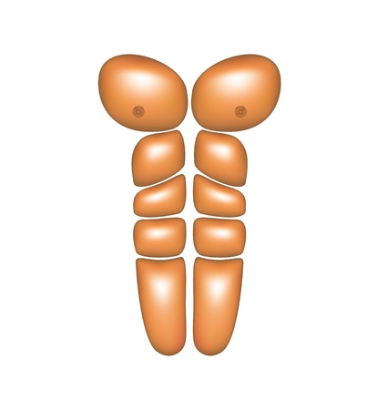 Male abdominal musclesのイラスト素材