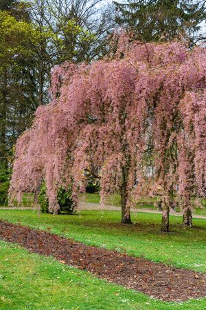 Blooming tree in the spa park of Frantiskovy Lazne (Franzensbad) - Czech Republicの写真素材