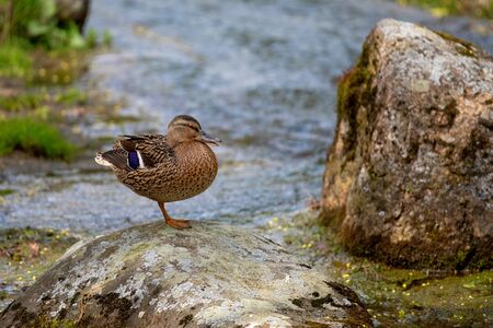 Duck on the stone - spa park - Marianske Lazneの写真素材