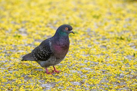 Pigeon (dove) - birds in spa parksの写真素材