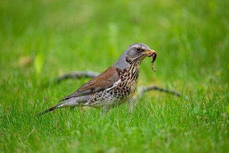 Bird in green grass - spa parkの写真素材