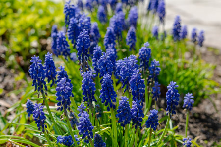Blooming Flower in spa parkの写真素材