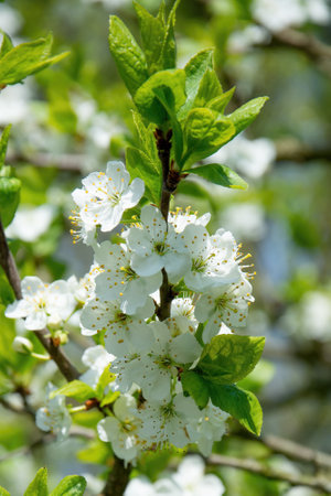 Blossoming branch of cherry close-up on a blurred backgroundの写真素材