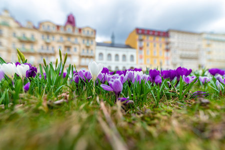 Crocus flowers on the background of the old town of Wroclaw, Polandの写真素材