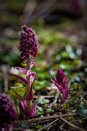 Beautiful purple flowers in the forest in the spring. Shallow depth of field.の写真素材