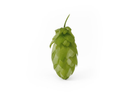 Hop head - fruit of the Czech hop plant (Humulus lupulus) on white background - Czech Republicの写真素材
