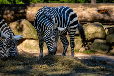 The maneless zebra (Equus quagga borensis) is a subspecies of the steppe zebra distributed in the...