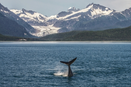 Baby Humpback diving in front of Glacier