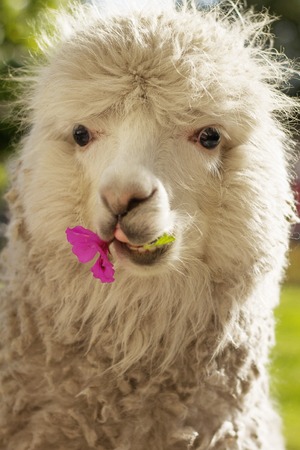 White lama chewing lila flower, Arequipa, Peruの写真素材