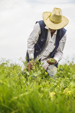 Detail of a man working in a field, Arequipa, Peruの写真素材