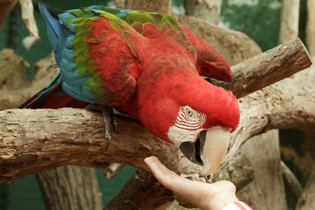 Feeding Ara Macao parrot from the hand