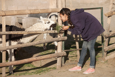 Young smiling woman feeding lama in safari park.の写真素材