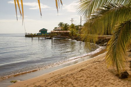 Relaxing view of a beach and palms at island of Roatan in Honduras.の写真素材