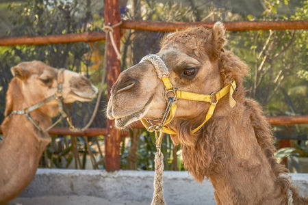 Two Smiling Camels in Cozumel Mexico.の写真素材