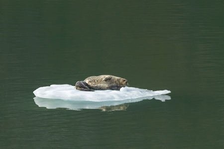 Harbor Seal with Baby on Iceberg in Tracy Arm Alaska, United Statesの写真素材