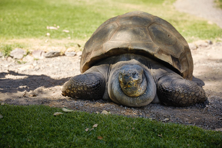 Detail of Giant Turtle in Arequipa, Peru.の写真素材