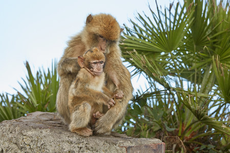 The Barbary Macaque monkeys of Gibraltar. The only wild monkey population on the European Continent....