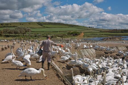 DORSET, ABBOTSBURY, UK - AUGUST 15, 2017: Feeding time at the Abbotsbury Swannery in Dorset UK.のeditorial素材