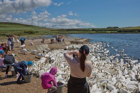 DORSET, ABBOTSBURY, UK - AUGUST 15, 2017: Feeding time at the Abbotsbury Swannery in Dorset UK.のeditorial素材