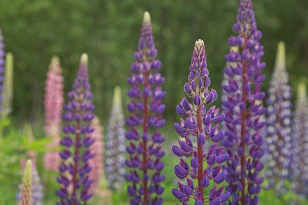 Beautiful purple lupins pea wild flower flowerbed in Geiranger in Norway.の写真素材