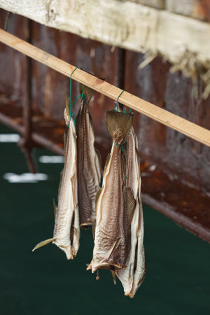 Rack for fish drying on the Vigur Island not far from Isafjordur in Iceland.の写真素材