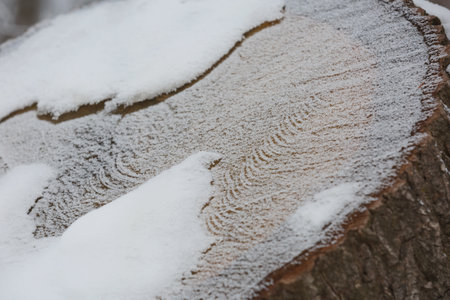 Abstract pattern detail of frozen trunk covered by snow.の写真素材