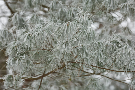 Branches of frozen bushes covered by snow iduring the winter in Czech republic.の写真素材