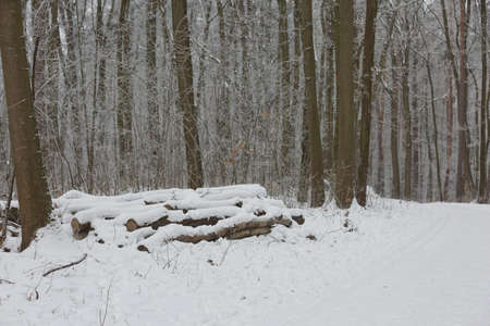 Morning winter forest landscape with a path road and freshly fallen snow.の写真素材