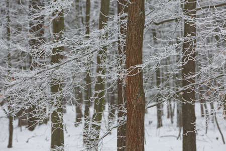 Snowy winter forest background. Beautiful spruce trees trunks pattern, sticked with snow in Czech republic.の写真素材